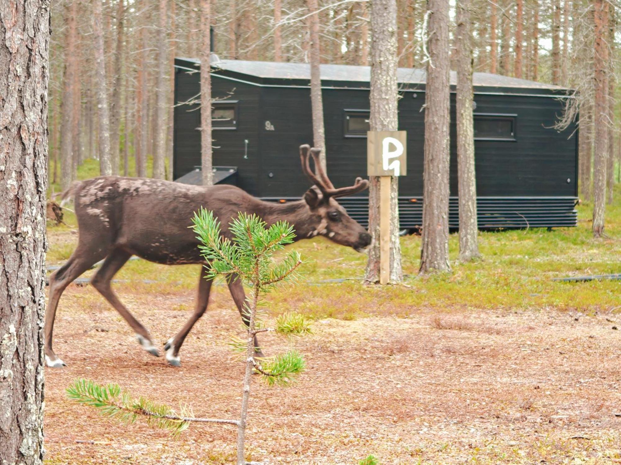 Lapland Riverside, Landscape Cabin, Kuukkeli 6, Yllaes, Tiny Home With Sauna, Fireplace, Terrace, Bbq, Wifi, Ski, Fishing, Pets Ok Äkäslompolo Exteriér fotografie